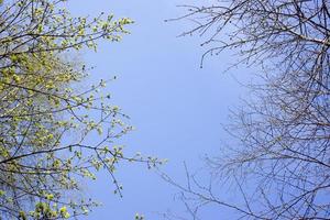 the first birch leaves sprang from the buds photo