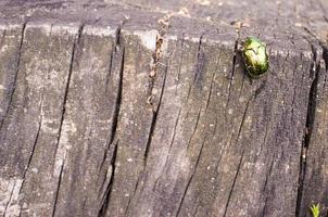 Beetle green rose chafer sits on a stump aka Cetonia aurata photo