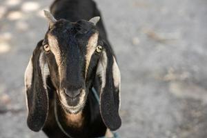 Portrait of a young black goat at the farm photo