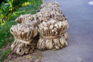 Jute vegetable fiber, Raw jute fiber hanging photo