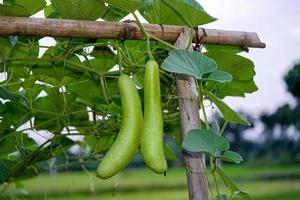 Calabash Lagenaria sacraria fruit from vegetable garden. locally known as bottle gourd, white flowered gourd, long melon, New Guinea bean Tasmania bean. crop planted and cultivated at farm photo