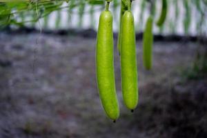 Calabash Lagenaria sacraria fruit from vegetable garden. locally known as bottle gourd, white flowered gourd, long melon, New Guinea bean Tasmania bean. crop planted and cultivated at farm photo