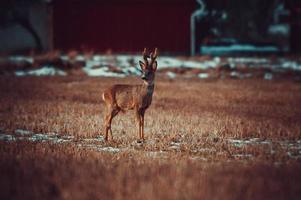 wild roe deer photo