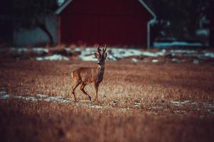 wild roe deer photo