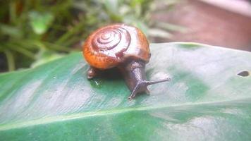 snail walking on the leaf video