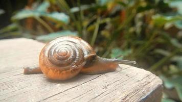 caracol caminando sobre madera video