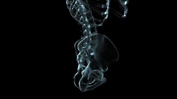 3D medical animation of a human skeleton rotating showing lumbar and pelvis - Loop