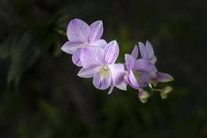 Pink orchid flowers in the garden. photo