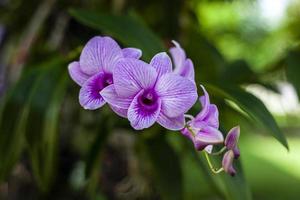 flores de orquídeas moradas en el jardín foto