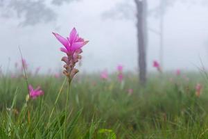 campo de tulipanes de siam salvaje curcuma sessilis con niebla en la mañana en el parque nacional pa hin ngam. Chaiyaphum, Tailandia. foto