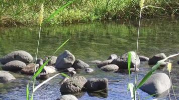 Peaceful river flowing in Reunion Island video