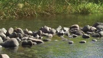 rivière paisible qui coule à l'île de la réunion video