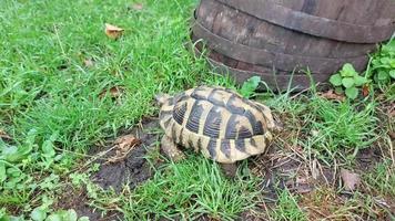 een groot schildpad kruipt Aan de gras video