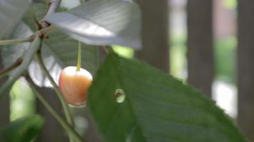 röd mogen körsbär på en träd i sommar tid, långsam rörelse. frukt är hög i vitamin c och antioxidanter. färsk organisk produkt på en träd. röd gren av en körsbär träd i de vind. video