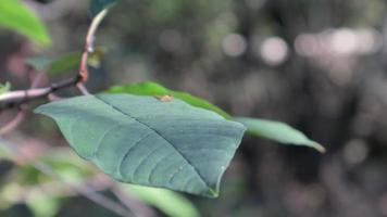 Vibrant texture with green leaves and falling sunbeams. Leaves on a tree branch in the forest in the wind close-up. Variable focus. video