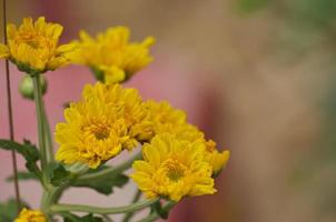 Close-up shot of flower front garden and backyard outdoor in the house area background and texture. photo