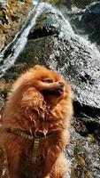 cute pomeranian sits on a stone near a waterfall and looks at nature video