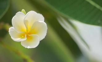 Close-up shot of flower front garden and backyard outdoor in the house area background and texture. photo