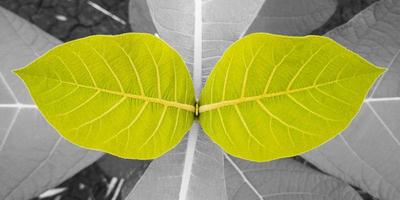 Green leaf isolated on gray background and texture. photo