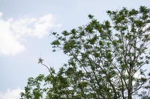 Low angle view of branches and leaves on blue sky with clouds background and texture. photo