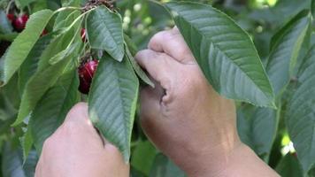 Close-up of picking fresh and ripe cherries from a branch in the garden, slow motion. Women's hands pick ripe cherries from a tree. Organic farming. A hand plucks fresh ripe red berries from a tree. video