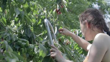 una mujer recoge y come cerezas maduras de un árbol en el jardín. cerezas rojas orgánicas saludables, temporada de cosecha de verano. retrato de una mujer caucásica recogiendo y comiendo cerezas. video