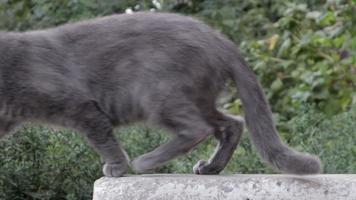 Eine graue Katze oder Katze liegt auf der Straße, in der Sonne und geht weg und hinterlässt einen leeren Hintergrund der Natur. Ein einsames Haustier sonnt sich draußen in den warmen Sonnenstrahlen. charmantes, sorgloses Flauschtier. video