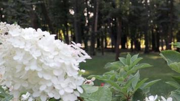 vit hortensia arborescens annabelle i sommar. slät hortensia blommor blomning i vår och sommar i de trädgård, hortensia arborescens. skön blomma buske. video