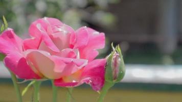 schöne, bunte, zart blühende Rosen in einem rosa Garten. selektiver Fokus. Nahaufnahme. video