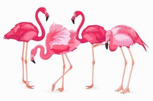 Flamingo collection. Vector isolated elements on white background. Pink flamingos in different poses. Vector illustration