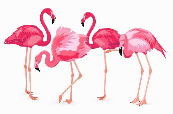 Flamingo collection. Vector isolated elements on white background. Pink flamingos in different poses. Vector illustration