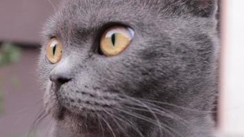 una mirada de un gato británico gris esponjoso con grandes ojos abiertos. primer plano, retrato en video de la cabeza de un gato. luz de sol. concepto de estilo de vida de mascotas al aire libre, al aire libre. animal esponjoso encantador y despreocupado.