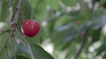 röd mogen körsbär på en träd i sommar tid, långsam rörelse. frukt är hög i vitamin c och antioxidanter. färsk organisk produkt på en träd. röd gren av en körsbär träd i de vind. video