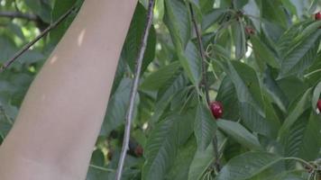 gros plan de cueillette de cerises fraîches et mûres d'une branche dans le jardin, ralenti. les mains des femmes cueillent des cerises mûres d'un arbre. l'agriculture biologique. une main cueille des baies rouges mûres fraîches d'un arbre. video