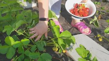 Collection of fresh organic strawberries. The hands of a farmer woman harvest red juicy strawberries in the vegetable garden. Bushes of strawberries close-up. video