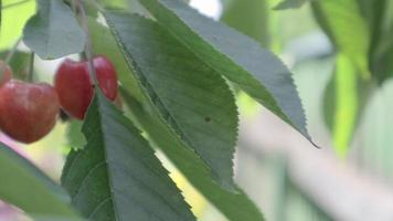 Red ripe cherry on a tree in summer time, slow motion. Fruits are high in vitamin C and antioxidants. Fresh organic product on a tree. Red branch of a cherry tree in the wind. video