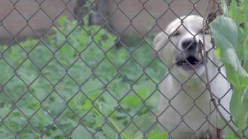 um cachorrinho defendendo seu território late alto atrás de uma cerca de malha de metal. um cão de guarda no quintal late para as pessoas. câmera lenta. um cachorrinho zangado está latindo lá fora. video