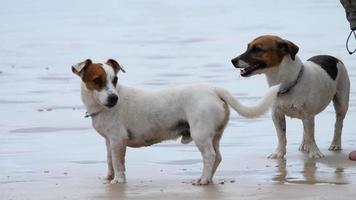 Jack Russell Terrier dogs walking on the beach video