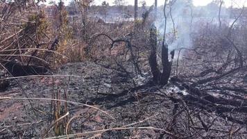 A brush fire near the Karriri-Xoco and Tuxa Indian Reservation in the Northwest section of Brasilia, Brazil video