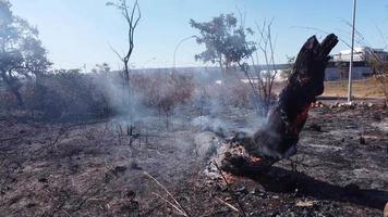 brasilia, brasilien, 26. juli 2022 ein buschfeuer in der nähe des indianerreservats karriri-xoco und tuxa im nordwesten von brasilia, brasilien video