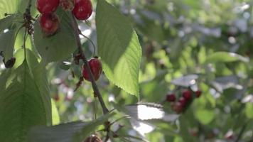 röd mogen körsbär på en träd i sommar tid, långsam rörelse. frukt är hög i vitamin c och antioxidanter. färsk organisk produkt på en träd. röd gren av en körsbär träd i de vind. video