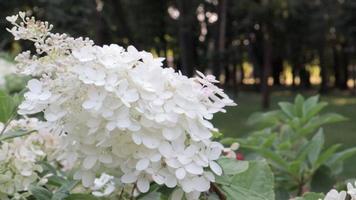 hortênsia branca arborescens annabelle no verão. flores de hortênsia suaves florescendo na primavera e no verão no jardim, hortênsia arborescens. lindo arbusto de flores. video