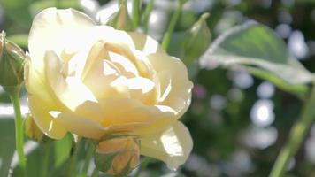 mooie, kleurrijke, delicate bloeiende rozen in een gele tuin. selectieve aandacht. detailopname. video