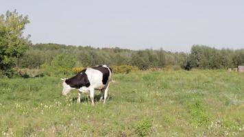 der hirte sammelt kühe auf einem grünen rasen. Milchviehweide. Hirte auf einem Feld, umgeben von Kühen. das Vieh. Viehwirtschaft. video