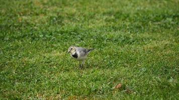 een kleine vogel witte kwikstaart, motacilla alba, wandelen op een groen gazon en insecten eten video