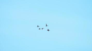 bando de pato selvagem migratório voando em formação v video