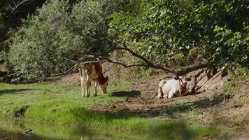 mamífero animal vaca perto do rio na natureza video