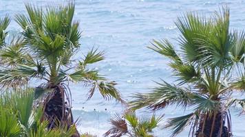 el mar y las palmeras en el viento video