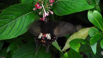 vlinder gewone mormoon, papilio polytes, op bloemen video
