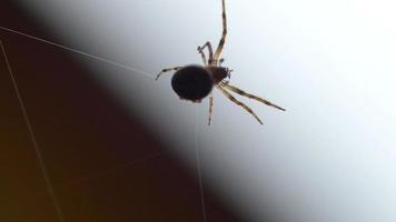 araignée jardin araignée araneus tisse une toile video